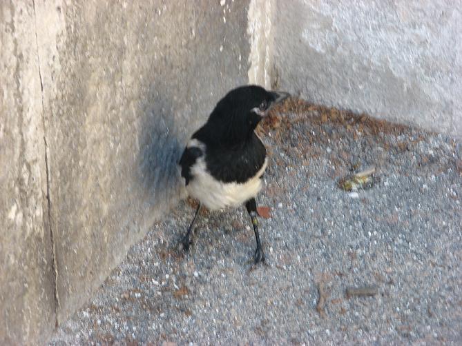 Avifauna humor